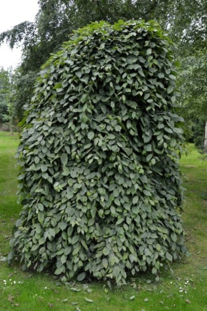 Carpinus betulus Pendula